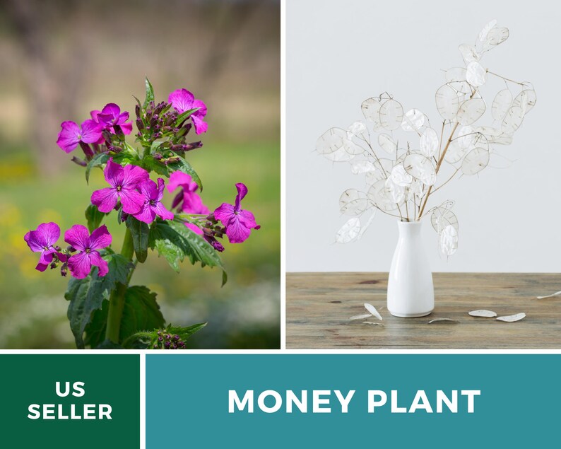 Money Plant Seeds (Honesty) – Heirloom, Prosperity and Abundance Symbol, Unique Flower for Gardens (Lunaria biennis) | 20 Seeds bild 3