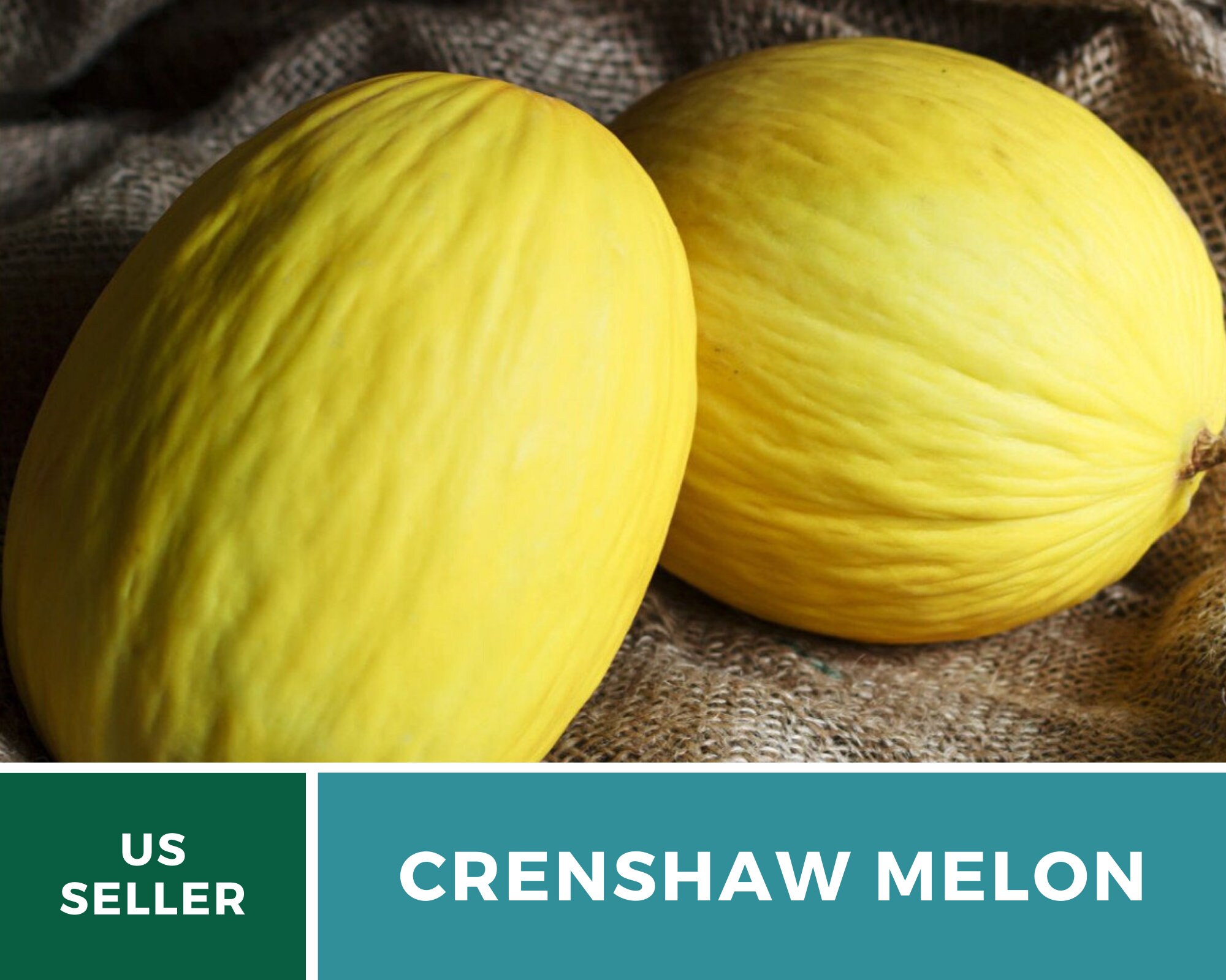 Melon Crenshaw 20 Seeds Heirloom Open Pollinated GMO Etsy