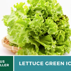 May include: A head of fresh Green Ice lettuce with ruffled, light to medium green leaves, resting in a small woven bamboo basket. The image includes text that reads US SELLER and LETTUCE GREEN ICE in white lettering against a dark background.