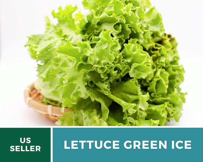 May include: A head of fresh Green Ice lettuce with ruffled, light to medium green leaves, resting in a small woven bamboo basket. The image includes text that reads US SELLER and LETTUCE GREEN ICE in white lettering against a dark background.