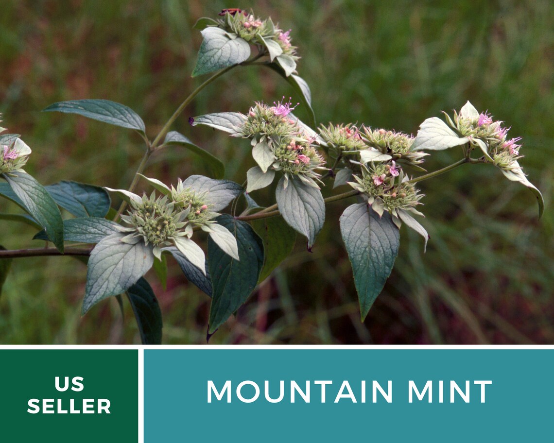 Mountain Mint Heirloom Herb Seeds Etsy