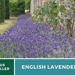 K&ouml;nnte beinhalten: Eine Reihe von lila Lavendelbl&uuml;ten, die in einem Garten neben einer Backsteinmauer wachsen. Der Text "ENGLISH LAVENDER" wird auf einem t&uuml;rkisfarbenen Hintergrund angezeigt.