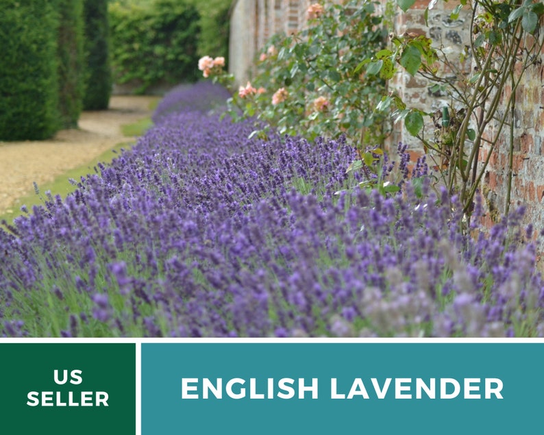 Lavender English true Lavender 100 Seeds Fragrant Herb Etsy