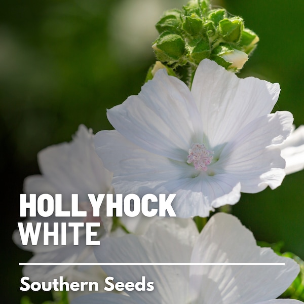 Hollyhock, White (Musk Mallow) - 25 Seeds - Heirloom Flower - Medicinal Herb (Malva moschata)