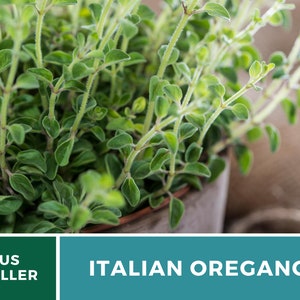 K&ouml;nnte beinhalten: Nahaufnahme einer Topfpflanze mit italienischem Oregano mit gr&uuml;nen Bl&auml;ttern. Die Pflanze steht in einem braunen Topf und der Hintergrund ist ein grober Stoff.