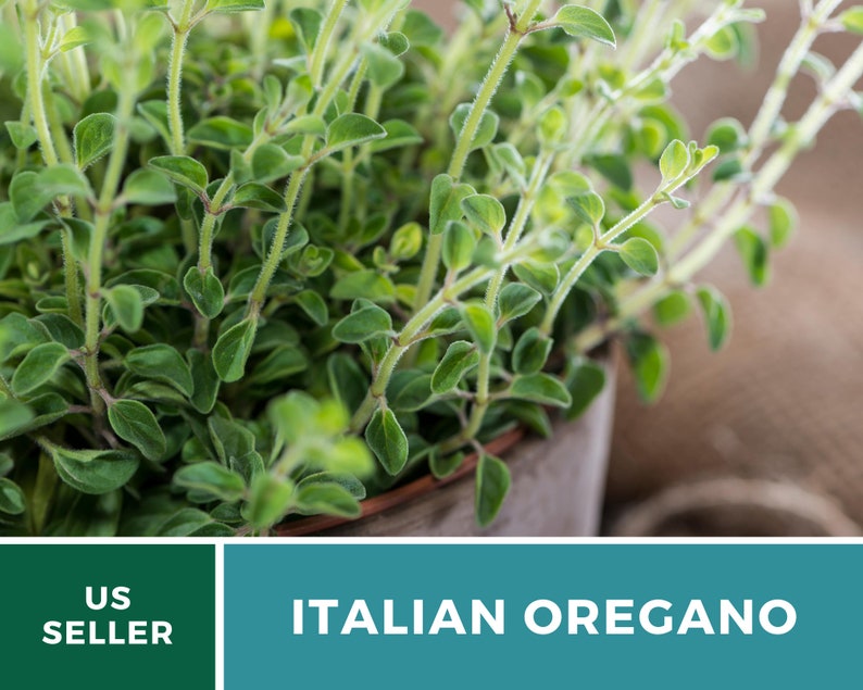 K&ouml;nnte beinhalten: Nahaufnahme einer Topfpflanze mit italienischem Oregano mit gr&uuml;nen Bl&auml;ttern. Die Pflanze steht in einem braunen Topf und der Hintergrund ist ein grober Stoff.