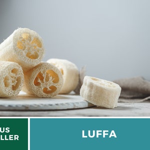 Puede incluir: Primer plano de esponjas de luffa naturales, un tipo de exfoliante de ba&ntilde;o a base de plantas. Las luffas son de color marr&oacute;n claro y tienen una superficie texturizada y porosa. Las luffas est&aacute;n dispuestas sobre una superficie de madera blanca.