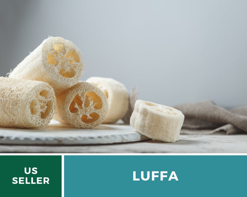 Puede incluir: Primer plano de esponjas de luffa naturales, un tipo de exfoliante de ba&ntilde;o a base de plantas. Las luffas son de color marr&oacute;n claro y tienen una superficie texturizada y porosa. Las luffas est&aacute;n dispuestas sobre una superficie de madera blanca.