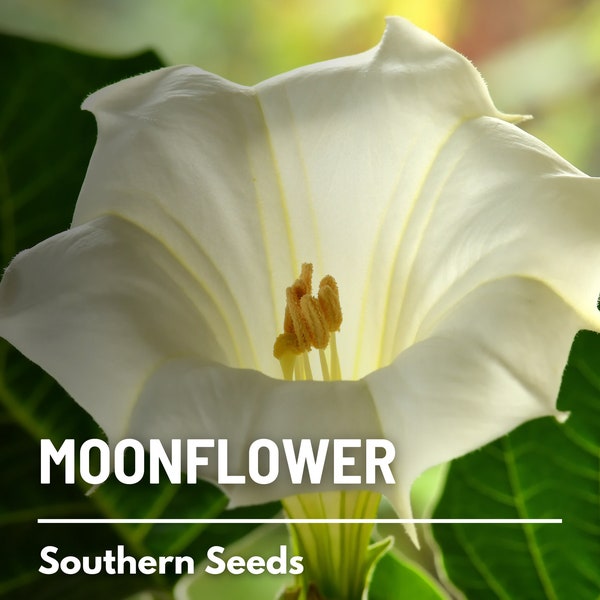 Moonflower - 25 Seeds - Heirloom Vine - Fragrant White Blooms and Night-Blooming  (Ipomoea alba)