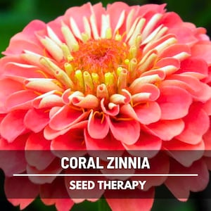 May include: Close-up of a coral zinnia flower with layered petals. The center is a mix of orange and yellow, with the text "CORAL ZINNIA" and "SEED THERAPY" at the bottom. The background is a blurred green.