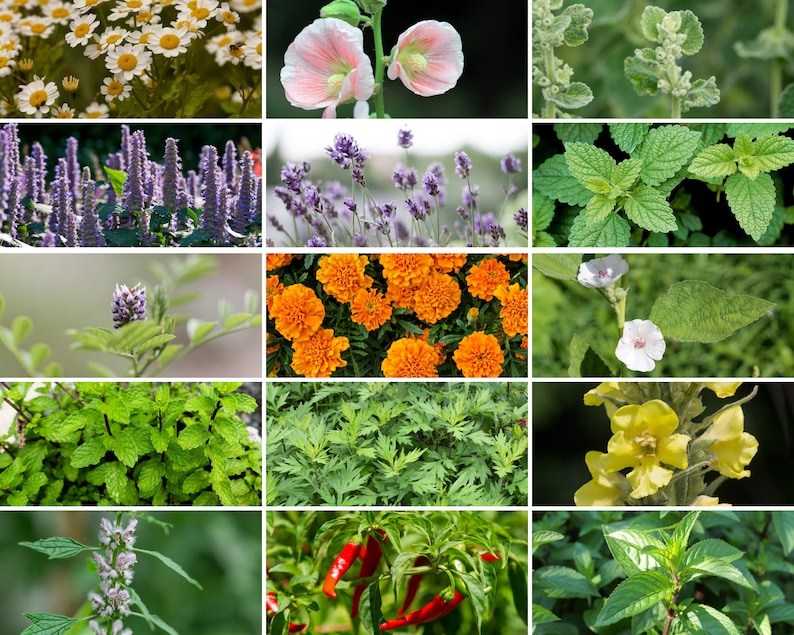 Jardín de supervivencia, Colección de hierbas medicinales 40 variedades de semillas Reliquia, Sin OGM, Regalo de jardín, Jardín de emergencia, Envío gratuito imagen 3