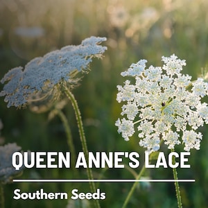 Queen Anne's Lace - 100 Seeds - Heirloom Flower - Delicate White Flowers - Used in Arrangements and Floral Designs (Daucus carota)