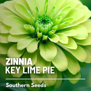 May include: A close-up of a green Zinnia flower with the text "Zinnia Key Lime Pie" and "Southern Seeds" below the flower.
