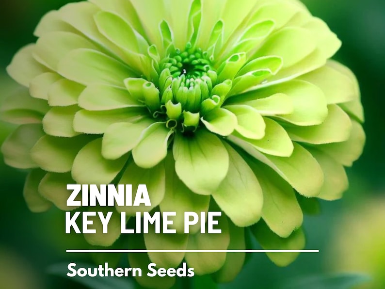 May include: A close-up of a green Zinnia flower with the text "Zinnia Key Lime Pie" and "Southern Seeds" below the flower.