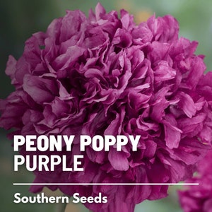 Peony Poppy, Purple - 100 Seeds - Heirloom Flower - Rich Purple Blooms - Ruffled and Double Petals (Papaver paeoniflorum)