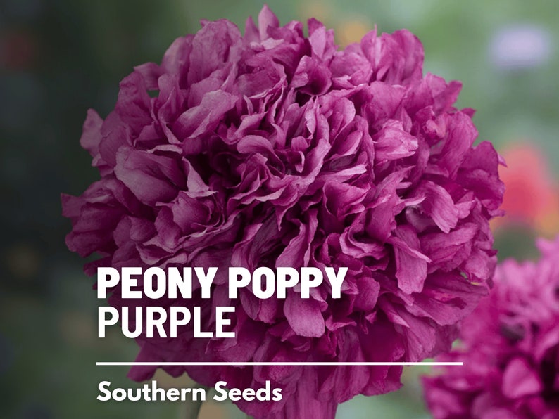 Peony Poppy, Pale Rose (Papaver paeoniflorum) - 100 Seeds