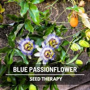 Blue Passionflower Seeds (Passiflora caerulea) – Heirloom, Exotic Climber, Bluecrown (20 Seeds) image 2