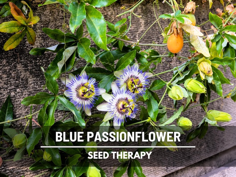 Blue Passionflower Seeds (Passiflora caerulea) – Heirloom, Exotic Climber, Bluecrown (20 Seeds) image 2