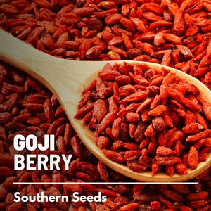 Goji Berry (Wolfberry) - 50 Seeds - Heirloom Fruit - Nutrient-rich - Used in Traditional Medicine (Lycium barbarum)