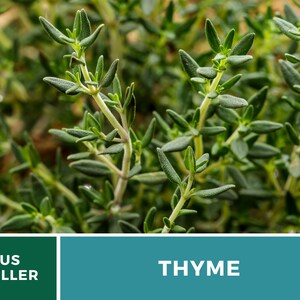 May include: Close-up of a green thyme plant. The plant has small, narrow leaves and a bushy appearance. US SELLER THYME