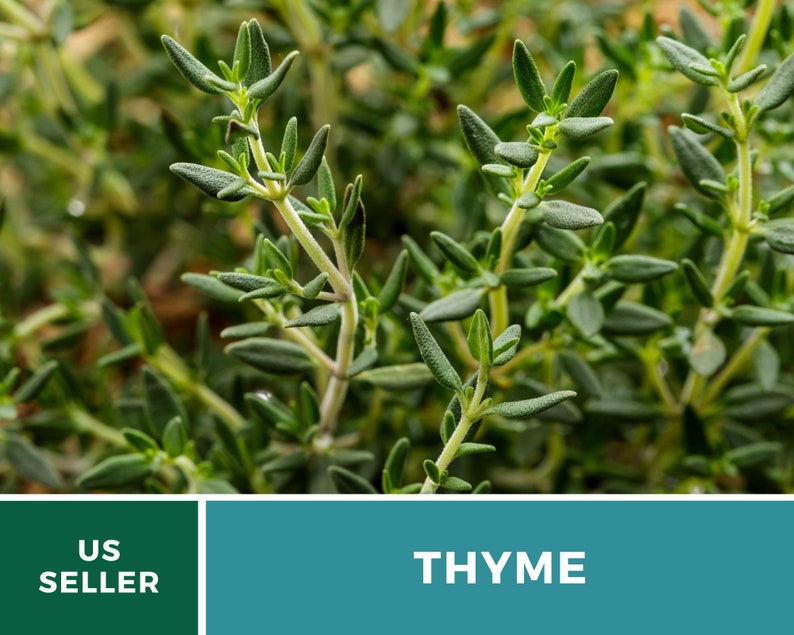 May include: Close-up of a green thyme plant. The plant has small, narrow leaves and a bushy appearance. US SELLER THYME