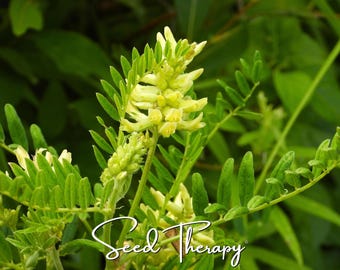 Astragalus Seeds – Heirloom Wellness Herb, Huang Qi (50 Seeds)