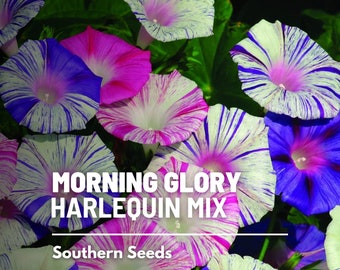 Morning Glory, Harlequin Mix - 25 Seeds, Heirloom Vining Flower, Bi-Color Mix of White, Pinks & Purple Blooms  (Ipomea purpurea)