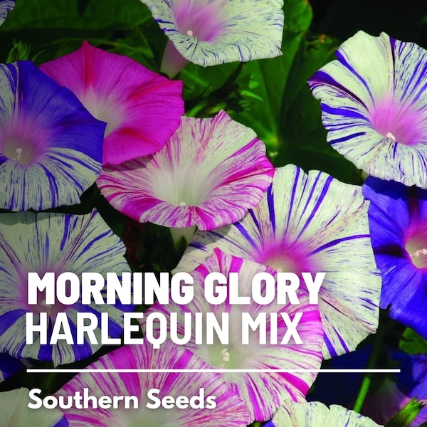 Morning Glory, Harlequin Mix - 25 Seeds, Heirloom Vining Flower, Bi-Color Mix of White, Pinks & Purple Blooms  (Ipomea purpurea)