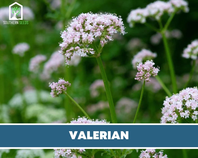 Valerian Heirloom Seeds Medicinal Herb Natural Sleep Aid Etsy