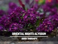 Oriental Nights Alyssum Seeds – Heirloom, Fragrant Purple Groundcover, Deer Resistant, Edging & Border Flower | 100 Seeds