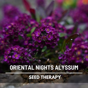 Oriental Nights Alyssum Seeds – Heirloom, Fragrant Purple Groundcover, Deer Resistant, Edging & Border Flower | 100 Seeds image 1