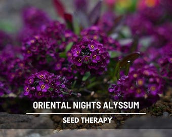 Oriental Nights Alyssum Seeds – Heirloom, Fragrant Purple Groundcover, Deer Resistant, Edging & Border Flower | 100 Seeds