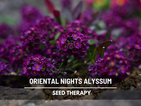 Oriental Nights Alyssum Seeds – Heirloom, Fragrant Purple Groundcover, Deer Resistant, Edging & Border Flower | 100 Seeds