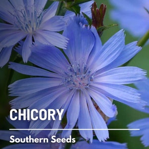 Chicory - 200 Seeds - Heirloom Culinary & Medicinal Herb - Coffee Substitute - Nutritious Greens - Non-GMO (Cichorium intybus)