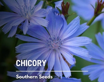 Chicory - 200 Seeds - Heirloom Culinary & Medicinal Herb - Coffee Substitute - Nutritious Greens - Non-GMO (Cichorium intybus)