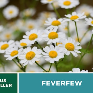 May include: Close-up of white feverfew flowers with yellow centres. The flowers are in bloom and have delicate petals. The background is a blurred green.
