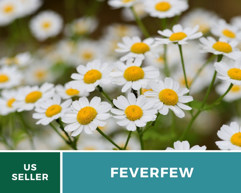 May include: Close-up of white feverfew flowers with yellow centres. The flowers are in bloom and have delicate petals. The background is a blurred green.