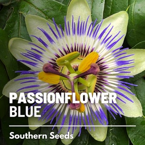 Passionflower, Blue (Bluecrown) - 20 Seeds - Heirloom Fruit Vine - Stunning Blooms - Culinary & Medicinal (Passiflora caerulea)