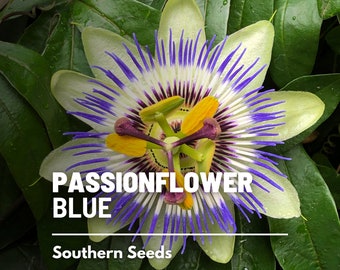 Passionflower, Blue (Bluecrown) - 20 Seeds - Heirloom Fruit Vine - Stunning Blooms - Culinary & Medicinal (Passiflora caerulea)