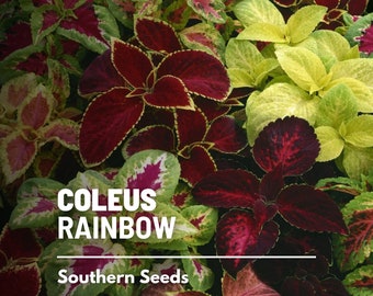 Coleus, Rainbow Mix (Painted Leaves) - 250 Seeds - Heirloom Ornamental Plant - Landscape and Houseplant (Coleus blumei)