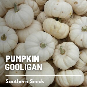 Peut inclure: Gros plan sur une collection de petites citrouilles blanches avec des tiges vertes. L'image affiche le texte "PUMPKIN GOOLIGAN" et "Southern Seeds". Les citrouilles ont une texture c&ocirc;tel&eacute;e et sont de couleur blanc cr&egrave;me.