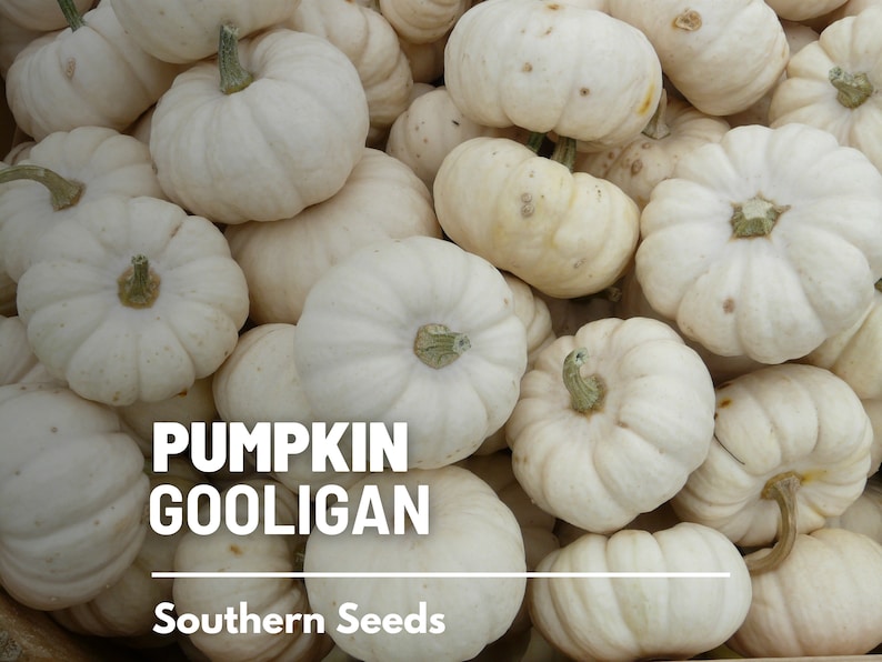 Peut inclure: Gros plan sur une collection de petites citrouilles blanches avec des tiges vertes. L'image affiche le texte "PUMPKIN GOOLIGAN" et "Southern Seeds". Les citrouilles ont une texture c&ocirc;tel&eacute;e et sont de couleur blanc cr&egrave;me.