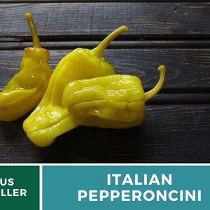 Peut inclure: Trois piments italiens jaunes sur une surface en bois fonc&eacute;. Les piments sont rid&eacute;s et ont une apparence l&eacute;g&egrave;rement translucide. Vendeur US.