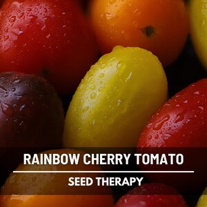 Peut inclure: Une collection de tomates cerises arc-en-ciel fra&icirc;ches et humides dans des tons de rouge, jaune et violet fonc&eacute;, avec des gouttelettes d'eau sur leur peau. Une banni&egrave;re horizontale sombre recouvre le bas avec le texte RAINBOW CHERRY TOMATO SEED THERAPY.