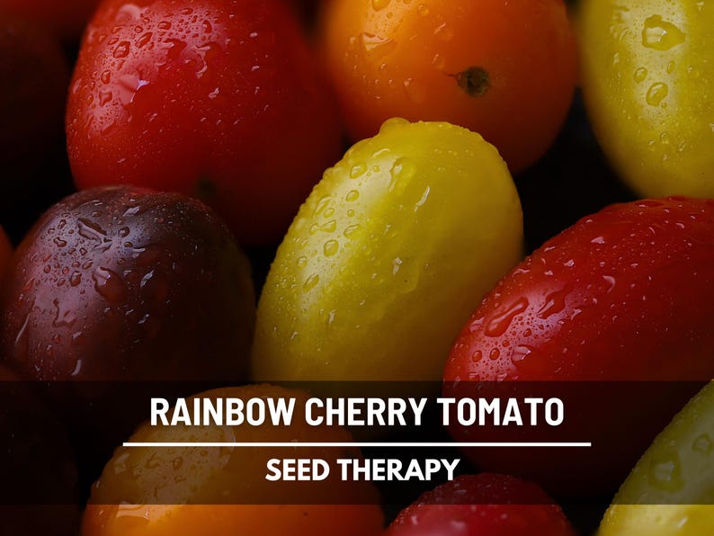 Peut inclure: Une collection de tomates cerises arc-en-ciel fra&icirc;ches et humides dans des tons de rouge, jaune et violet fonc&eacute;, avec des gouttelettes d'eau sur leur peau. Une banni&egrave;re horizontale sombre recouvre le bas avec le texte RAINBOW CHERRY TOMATO SEED THERAPY.