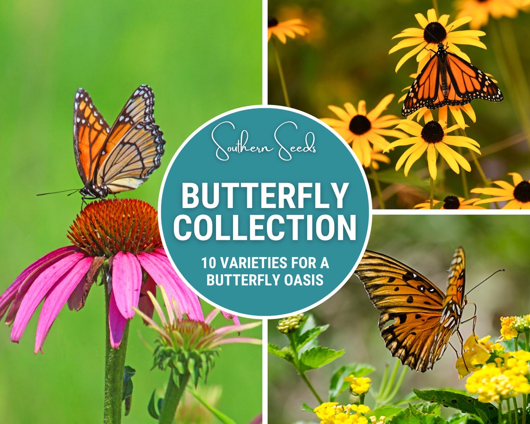 Butterfly Garden Seed Collection 10 Varieties Create a Etsy