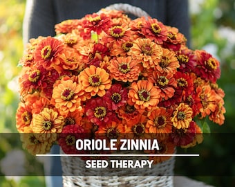 Oriole Zinnia seeds - 50 Seeds - Heirloom Flower, Bright Orange Blooms with Red Hues