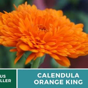 Calendula, Orange King 100 Seeds Heirloom Culinary & Medicinal Flower Non-GMO Calendula officinalis image 2