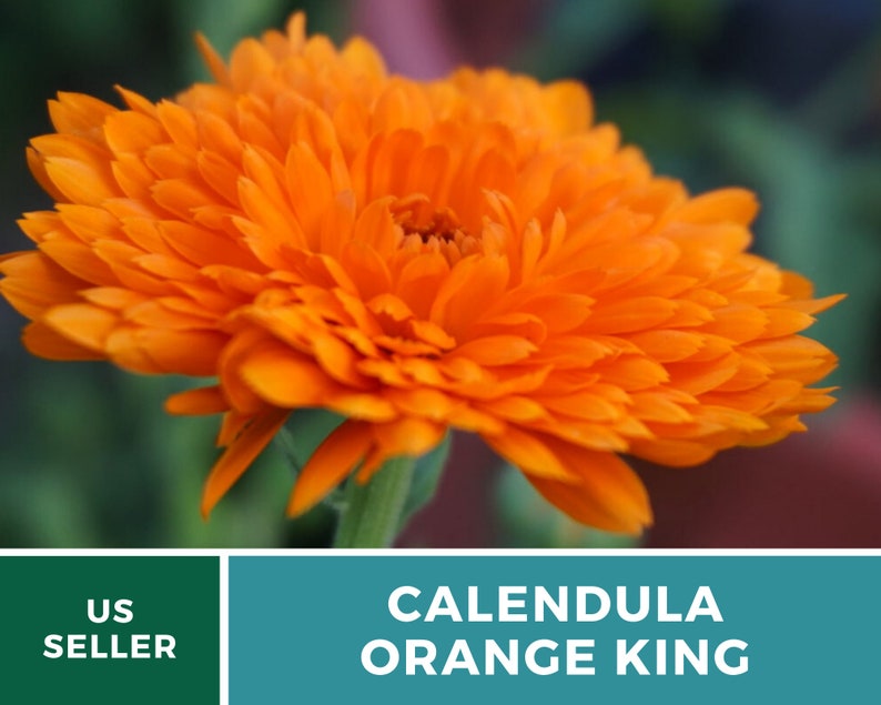 Calendula, Orange King 100 Seeds Heirloom Culinary & Medicinal Flower Non-GMO Calendula officinalis image 2