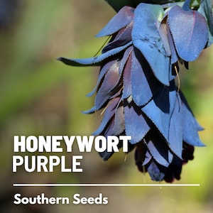 Honeywort, Purple - 10 Seeds - Heirloom Flower, Intense Purple-Blue Blooms, Hummingbird Magnet, Garden Gift (Cerinthe major purpurascens)